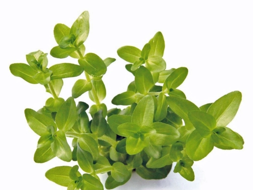 Bacopa caroliniana - carolina-Fettblatt